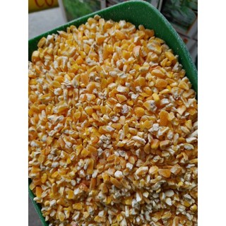 1kg bắp, ngô bể 3 cho gia cầm