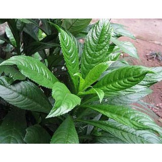 Hạt giống cây xương sông - KENKOU - hạt giống rau củ