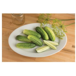 Shop Kenkou_Hạt giống dưa leo Cool Customer Organic Mỹ - F1
