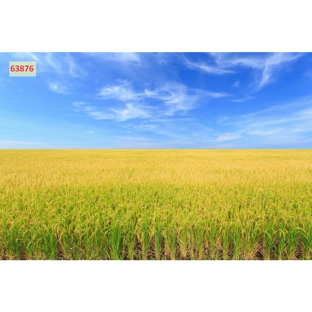 Tranh Lụa dán tường phòng khách thiên nhiên nổi tiếng, đẹp nhất như núi Phú S, tháp nghiêng, cánh đồng lúa 3D