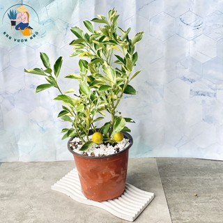 Cây quất cẩm thạch cao 50-60cm có quả - cây ban công trang trí đẹp mắt