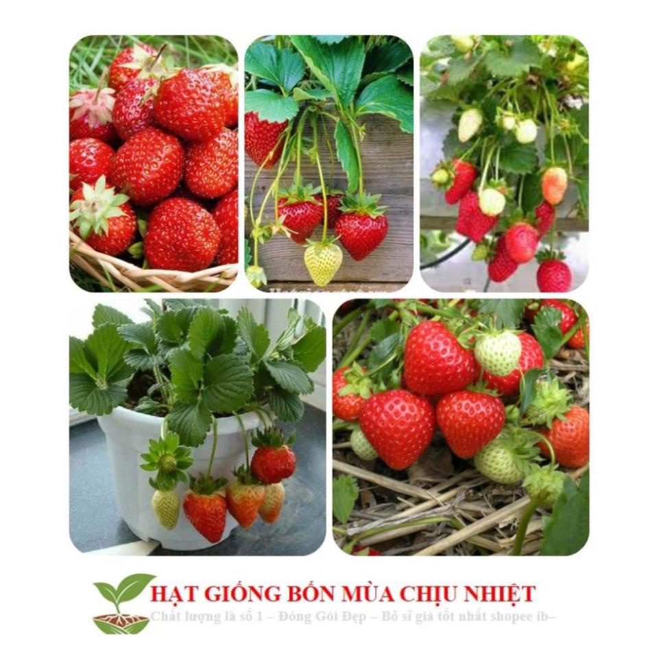 Gói 50 Hạt giống Dâu tây Đỏ QUẢ SIÊU TO và NĂNG SUẤT QUẢ SIÊU TO và CHỊU NHIỆT F1