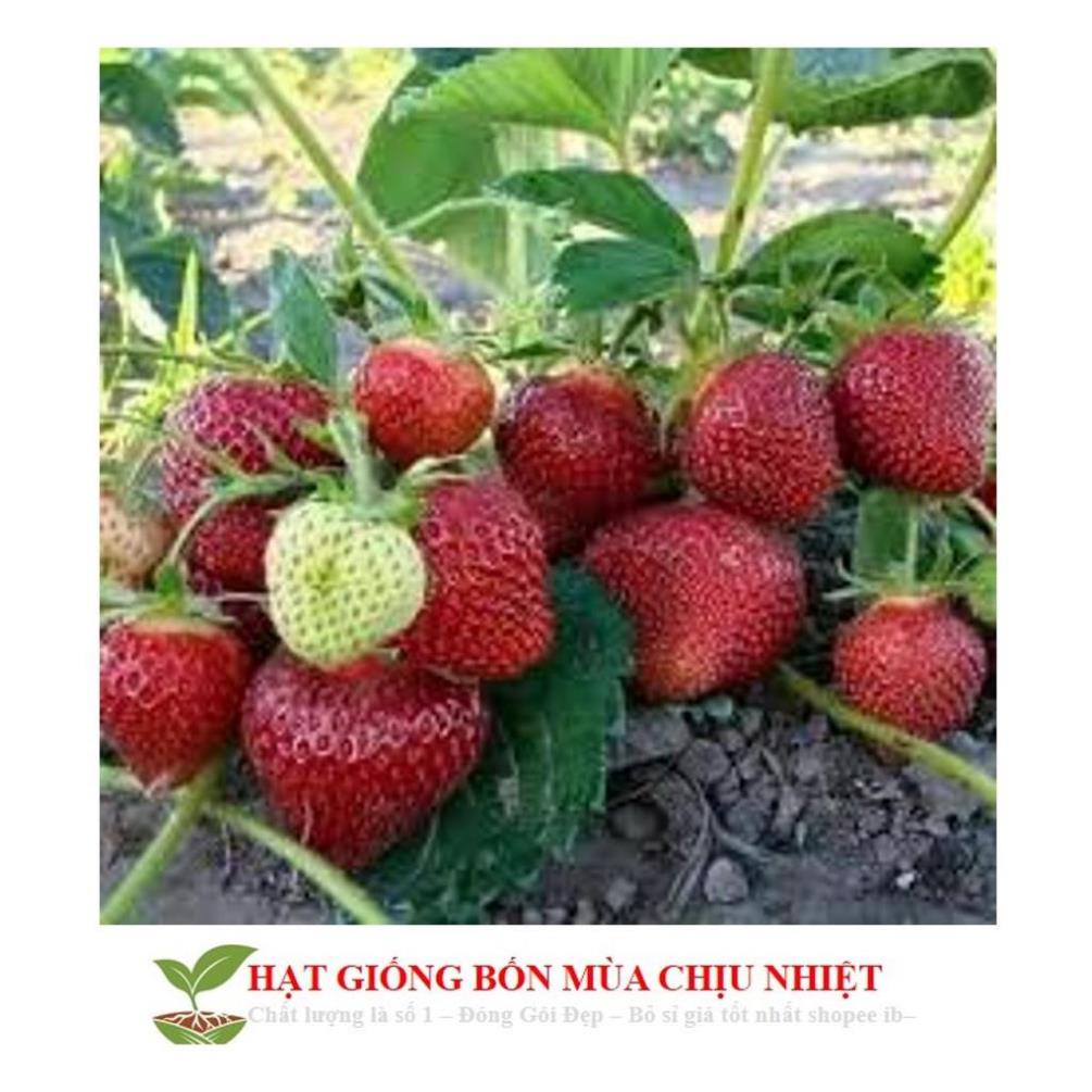 Gói 50 Hạt giống Dâu tây Đỏ QUẢ SIÊU TO và NĂNG SUẤT QUẢ SIÊU TO và CHỊU NHIỆT F1