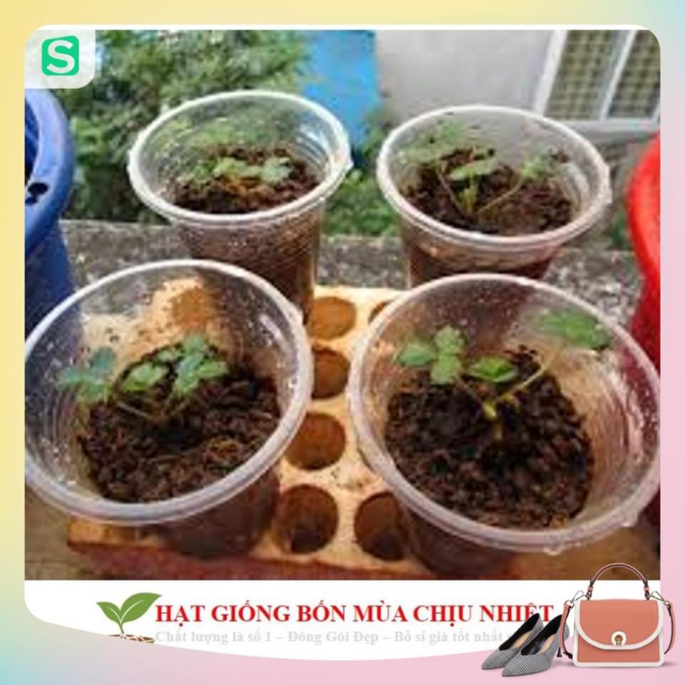 Gói 50 Hạt giống Dâu tây Đỏ QUẢ SIÊU TO và NĂNG SUẤT QUẢ SIÊU TO và CHỊU NHIỆT F1