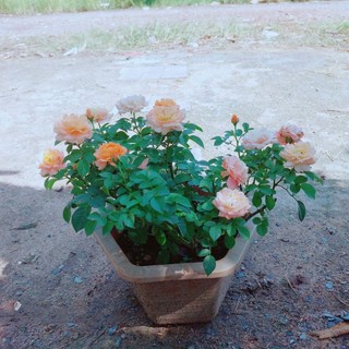 Chậu Hoa Hồng Siêu Bông