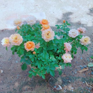 Chậu Hoa Hồng Siêu Bông