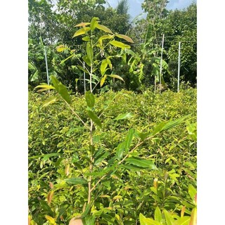 100 cây mai con quấn rễ ( cao 20 - 30cm )