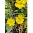 100 cây mai con quấn rễ ( cao 50 - 80cm )