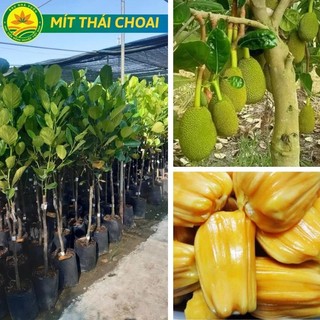 Cây mít thái siêu sớm choai cho quả bói sau 6 tháng