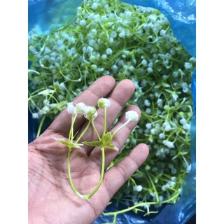 20 nhánh hoa điểm, cỏ điểm cắm hoa