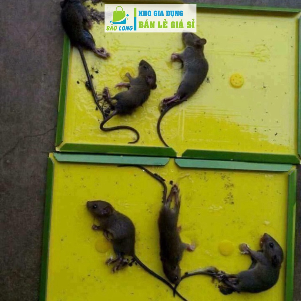 Keo dân chuột - bẫy chuột- bẫy dính chuột SP-929