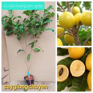 CÂY GIỐNG VŨ SỮA HOÀNG KIM CÂY GHÉP NHANH QUẢ CAO 70CM RẤT ĐẸP