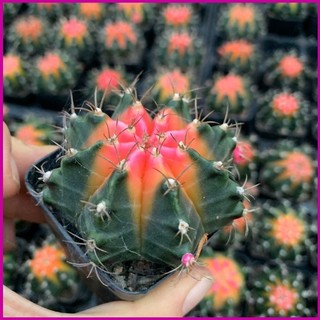 Xương rồng gym hồng tâm size 5.5cm, cây già khỏe - giá rẻ