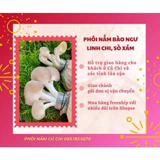 Combo 15 phôi nấm bào ngư xám