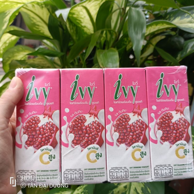 Thùng  Sữa chua trái cây Ivy Thái Lan 180ml mix vị