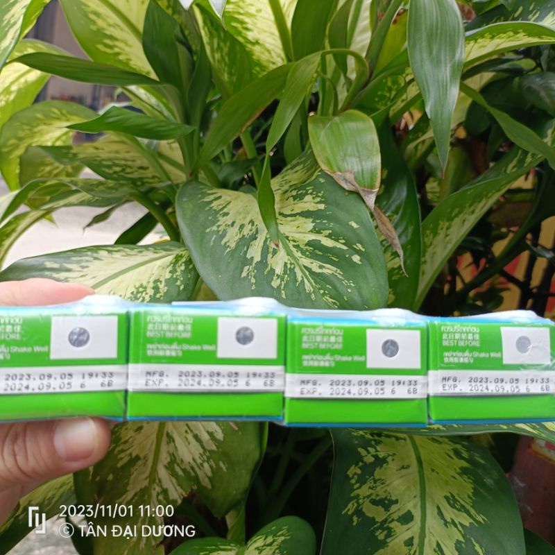 Sữa chua trái cây Ivy Thái Lan chính hãng Lốc