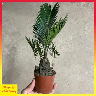Cây vạn tuế mini, chiều cao cây 25-30cm lá cực đẹp thân to dễ chăm sóc