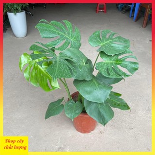 Cây trầu bà lá xẻ 3 thân , Chiều cao 60cm lá to đẹp bắt mắt