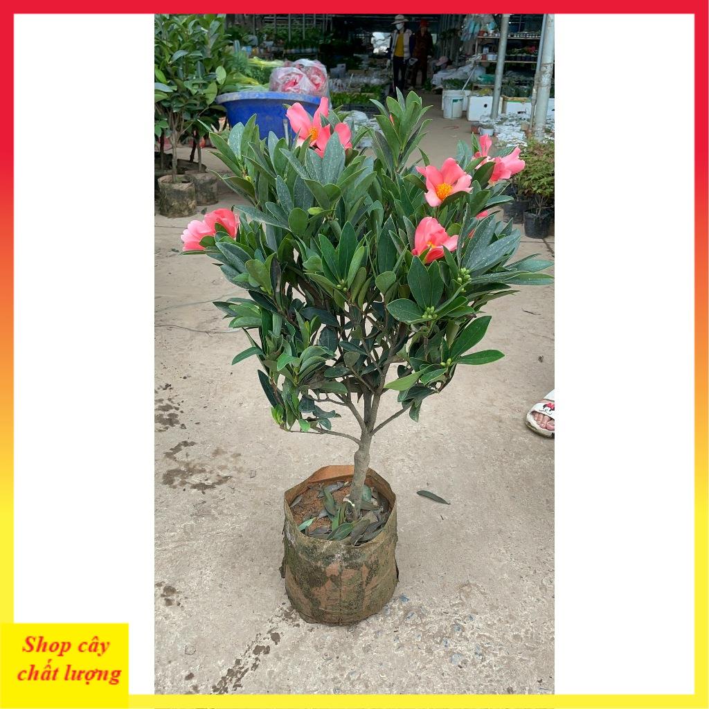 Cây trà tứ quý 70cm sẵn hoa nụ nở quanh năm