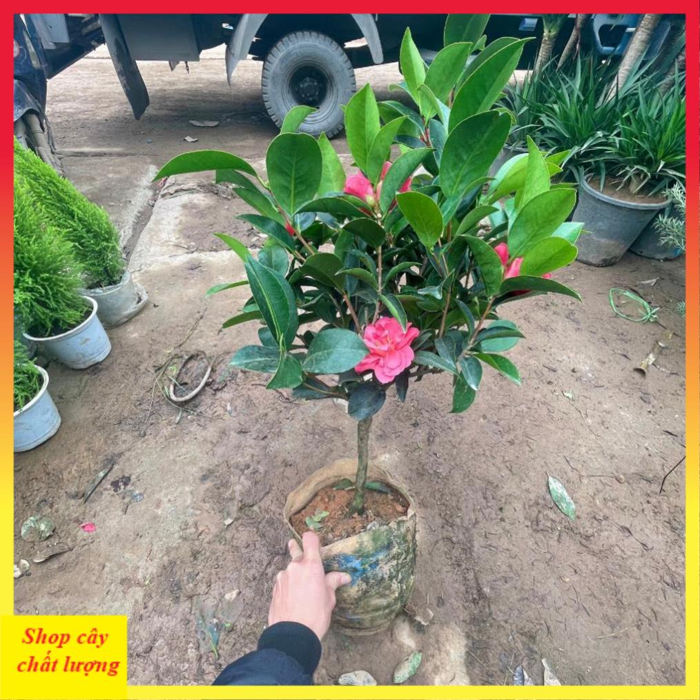 Cây trà tứ quý 70cm sẵn hoa nụ nở quanh năm