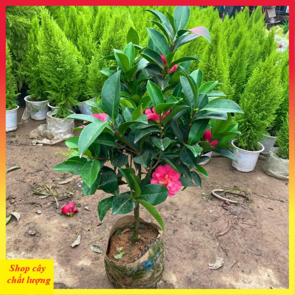 Cây trà tứ quý 70cm sẵn hoa nụ nở quanh năm