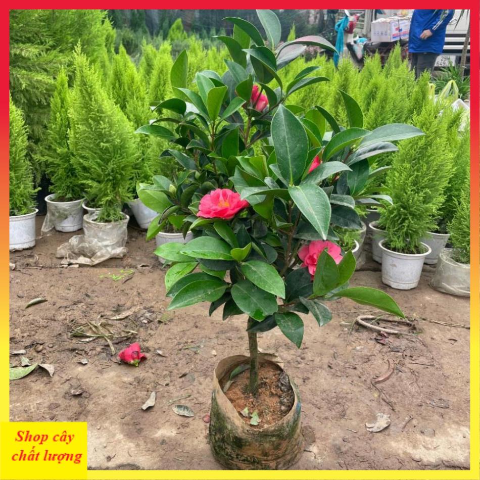Cây trà tứ quý 70cm sẵn hoa nụ nở quanh năm