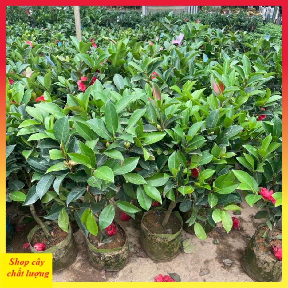 Cây trà tứ quý 70cm sẵn hoa nụ nở quanh năm
