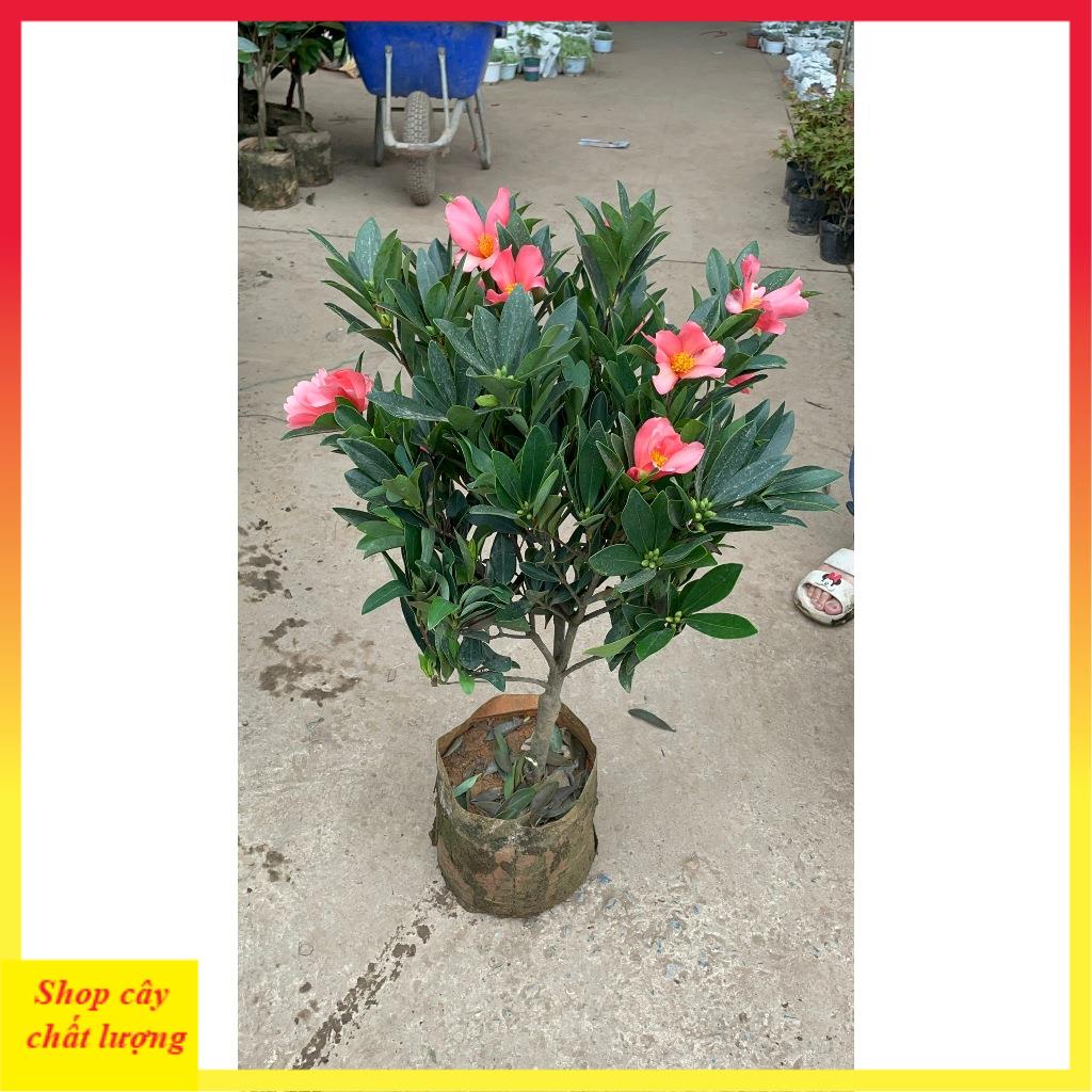 Cây trà tứ quý 70cm sẵn hoa nụ nở quanh năm