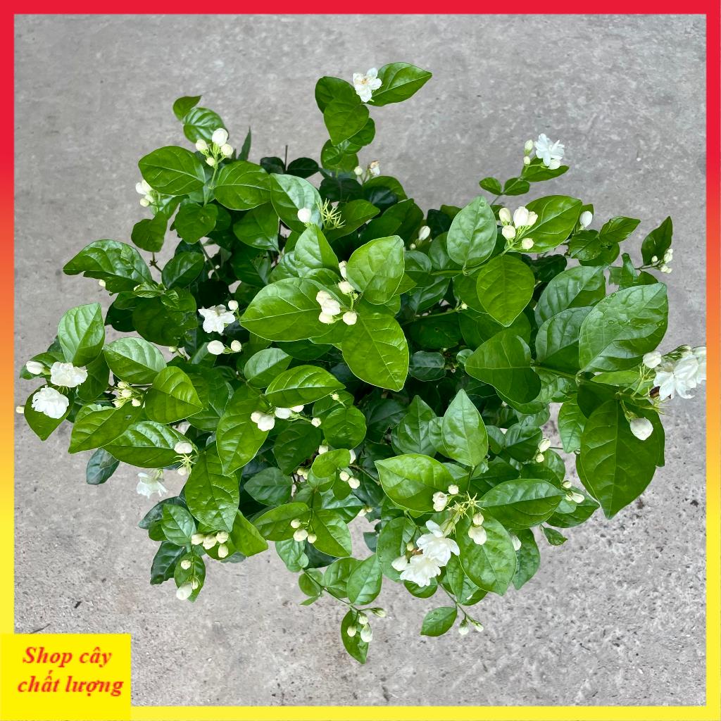 Cây hoa nhài ta size đại, đường kính 40cm