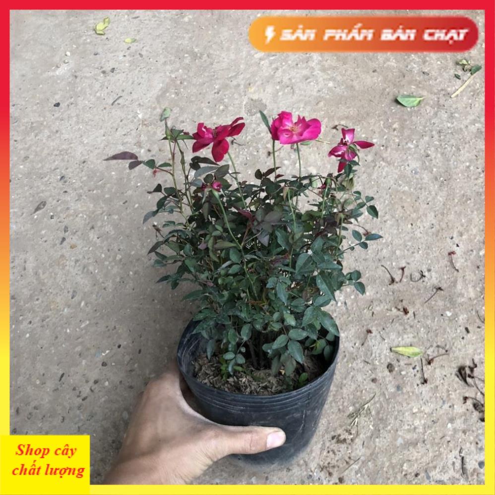 Cây hoa hồng quế, Cao 15-20cm, Nhiều nhánh sum suê cây có hoa nở đẹp thơm nhẹ
