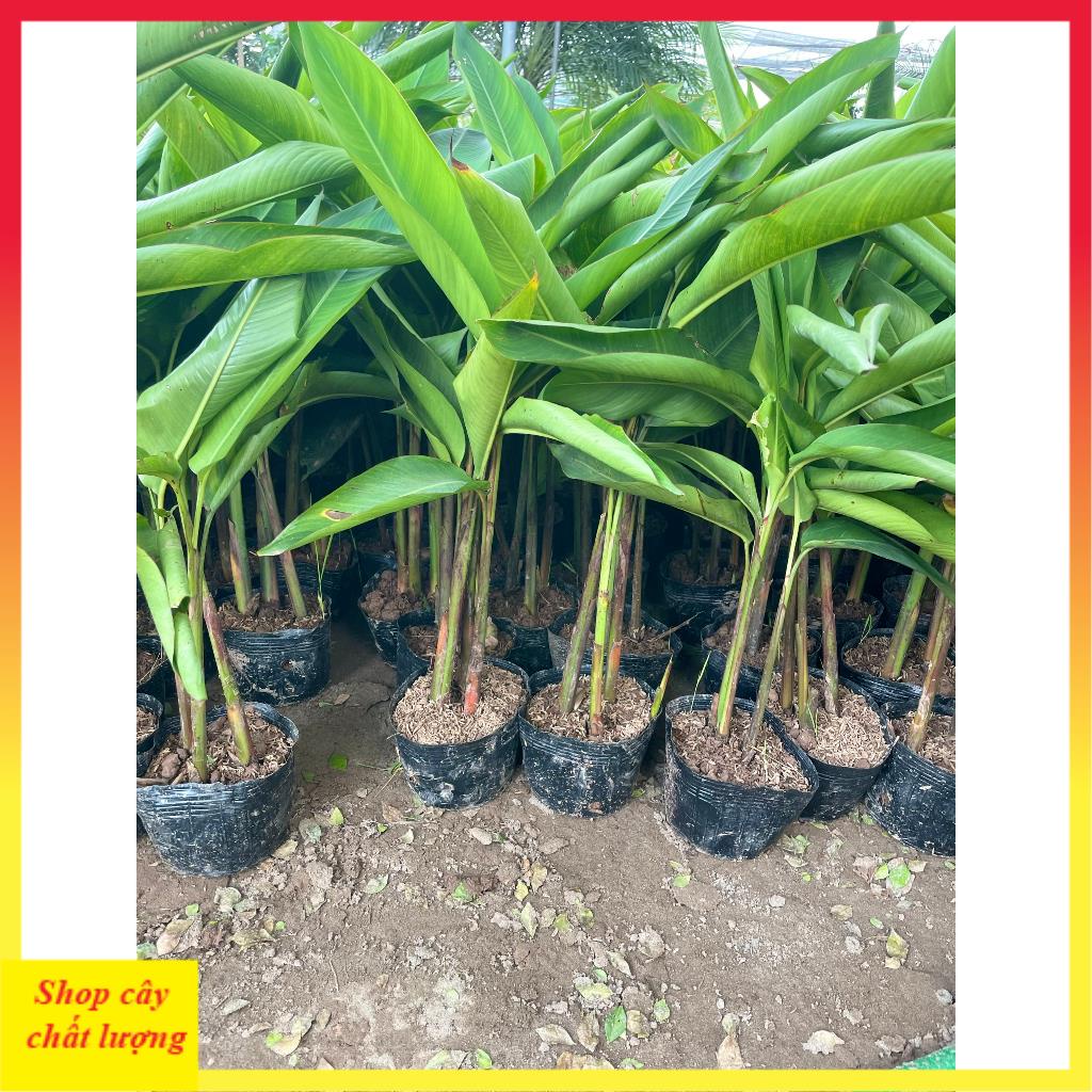 Cây chuối thiên điểu (mỏ két), Cao 30-35cm bịch 3-4 thân