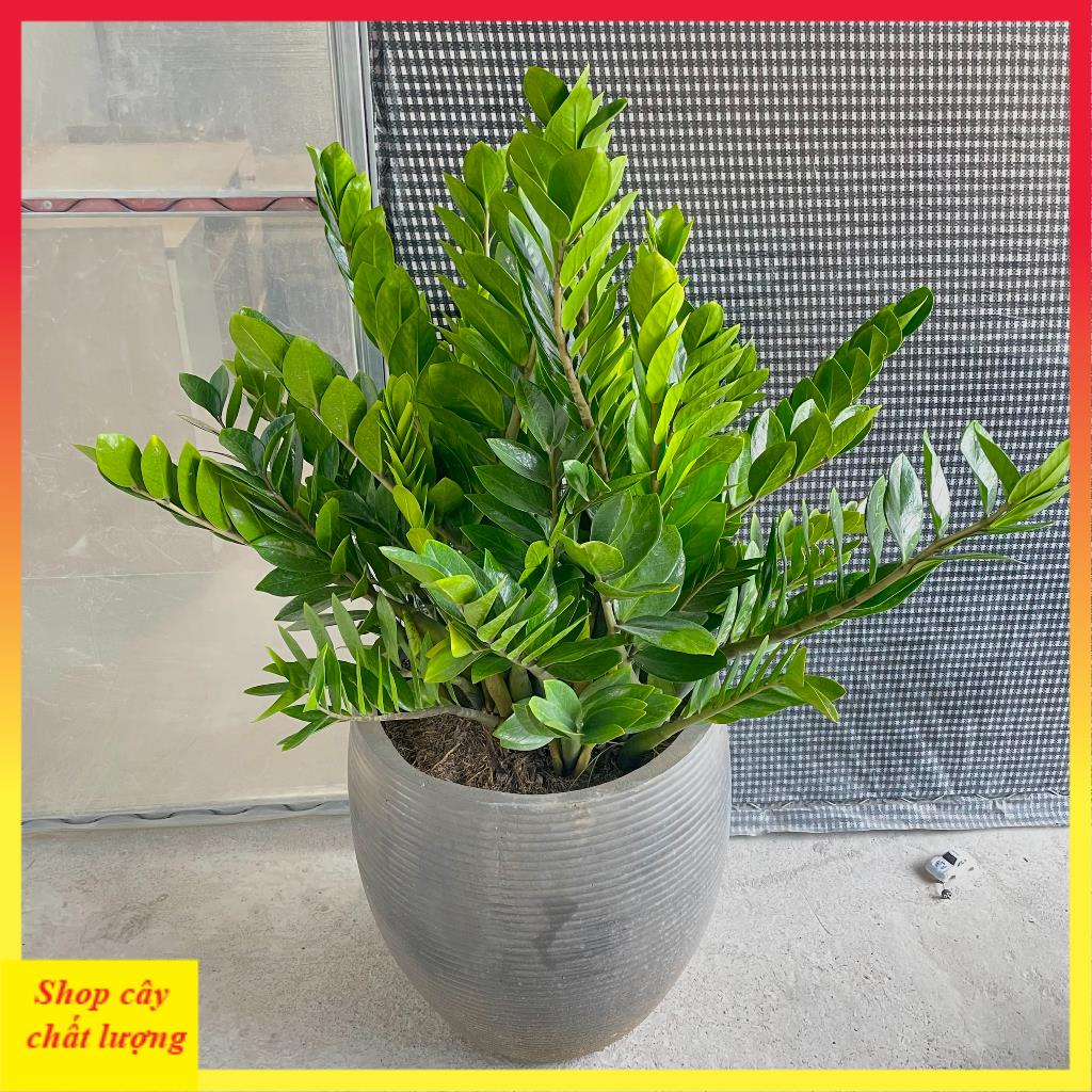 Cây kim tiền tài lộc cao 40-50cm lá dày đẹp bụi to thân chắc khỏe@