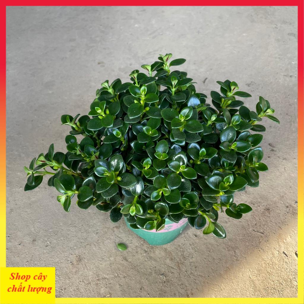 Cây cá vàng bán kính 25cm, cây cảnh phong thủy để bàn