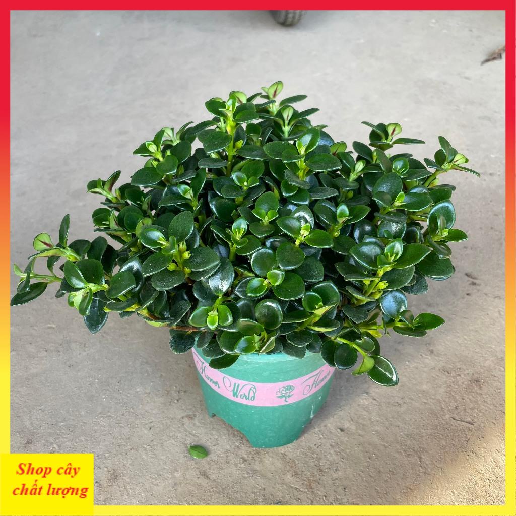 Cây cá vàng bán kính 25cm, cây cảnh phong thủy để bàn
