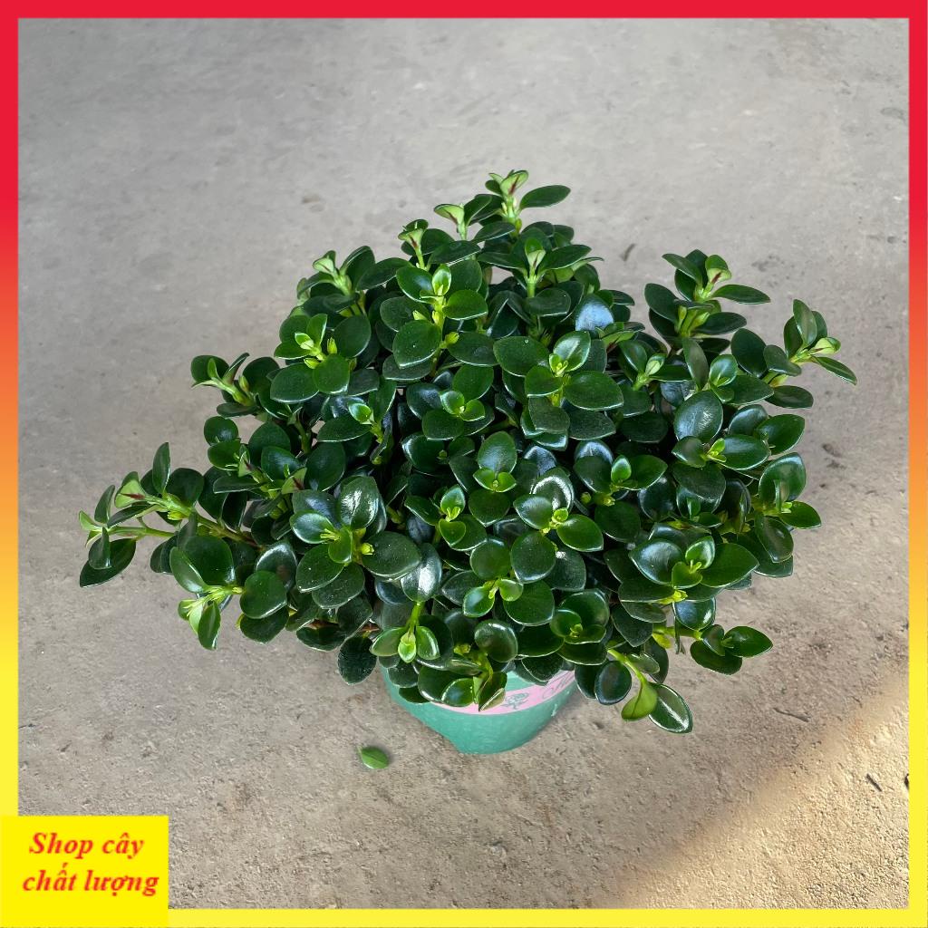 Cây cá vàng bán kính 25cm, cây cảnh phong thủy để bàn