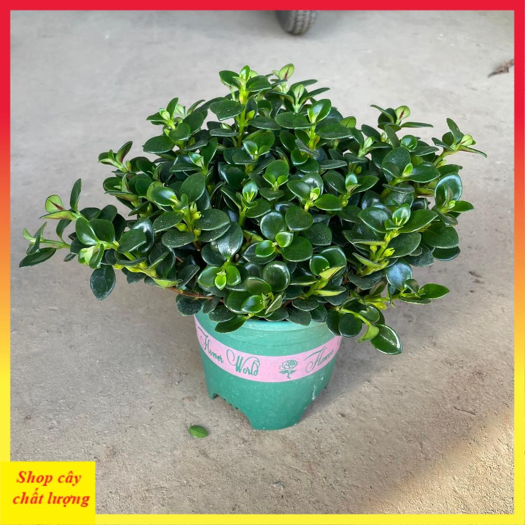 Cây cá vàng bán kính 25cm, cây cảnh phong thủy để bàn