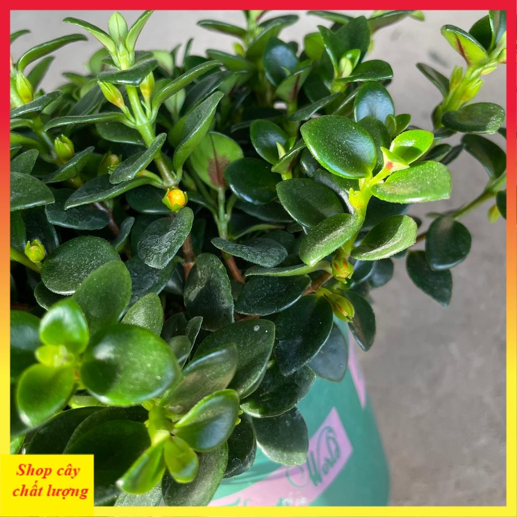 Cây cá vàng bán kính 25cm, cây cảnh phong thủy để bàn