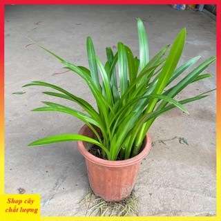 Cây bạch trinh biển, củ bạch trinh, cây trồng trang trí sân vườn