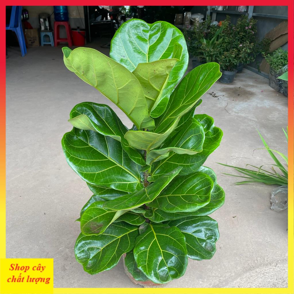 Cây bàng singapore to, lá to thân thẳng tán rộng@