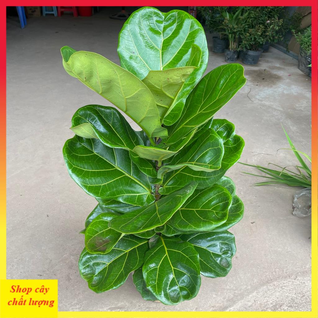 Cây bàng singapore to, lá to thân thẳng tán rộng@