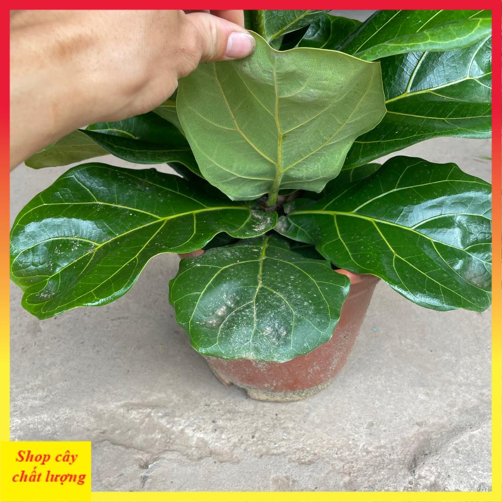 Cây bàng singapore to, lá to thân thẳng tán rộng@