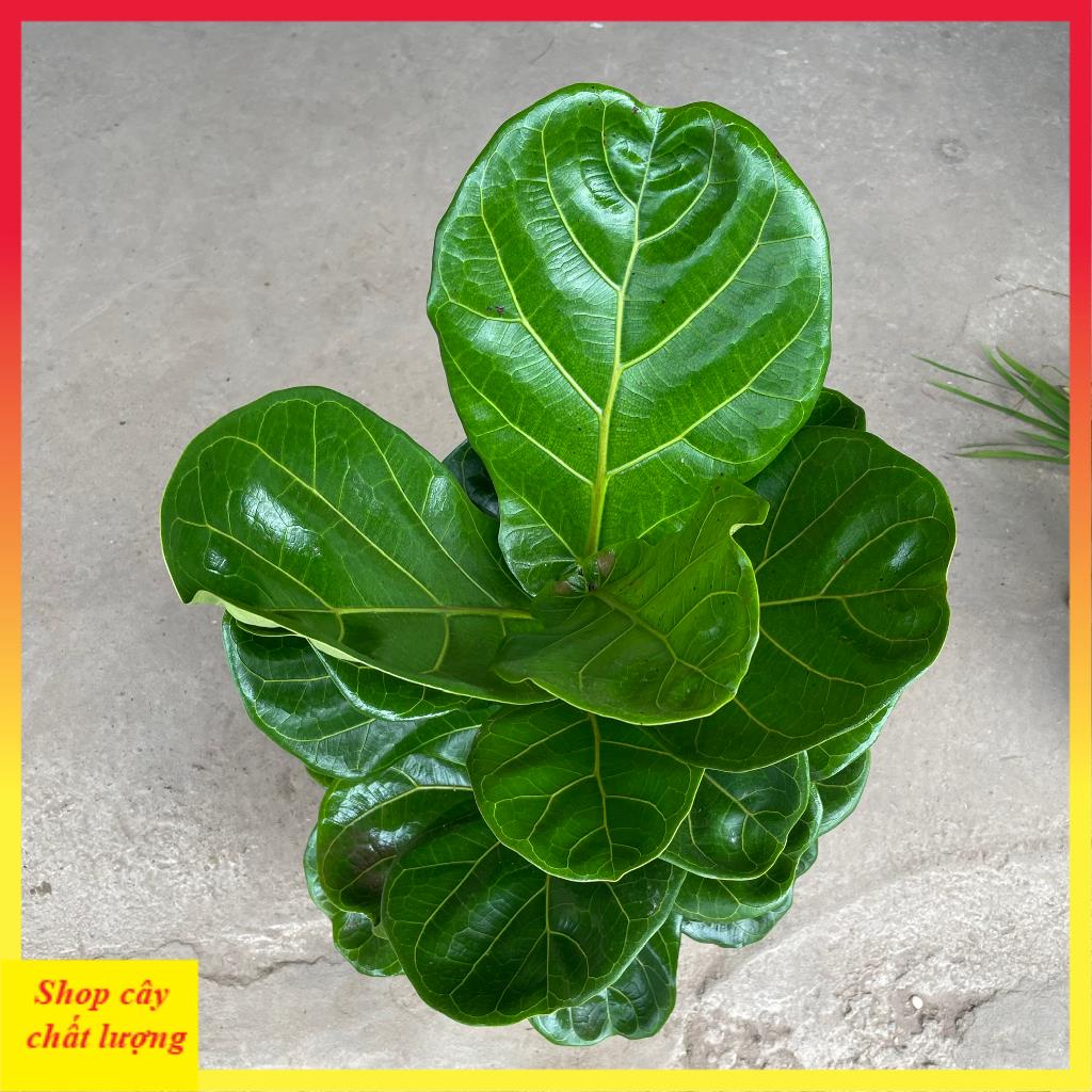 Cây bàng singapore to, lá to thân thẳng tán rộng@