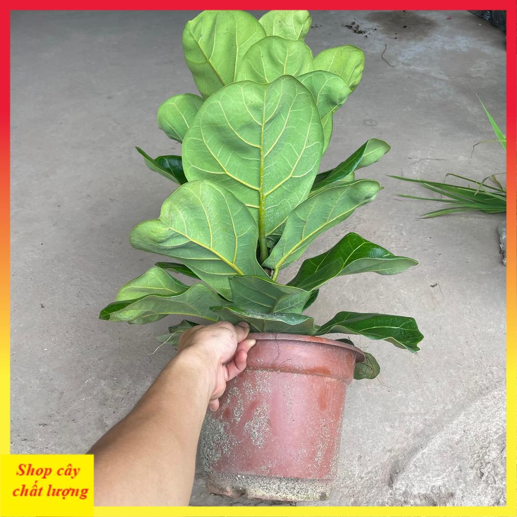 Cây bàng singapore to, lá to thân thẳng tán rộng@