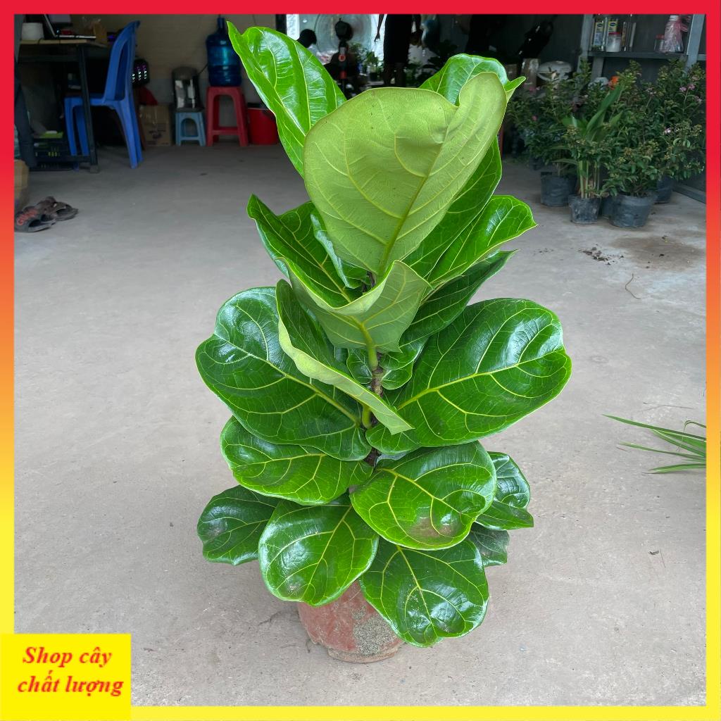 Cây bàng singapore to, lá to thân thẳng tán rộng@