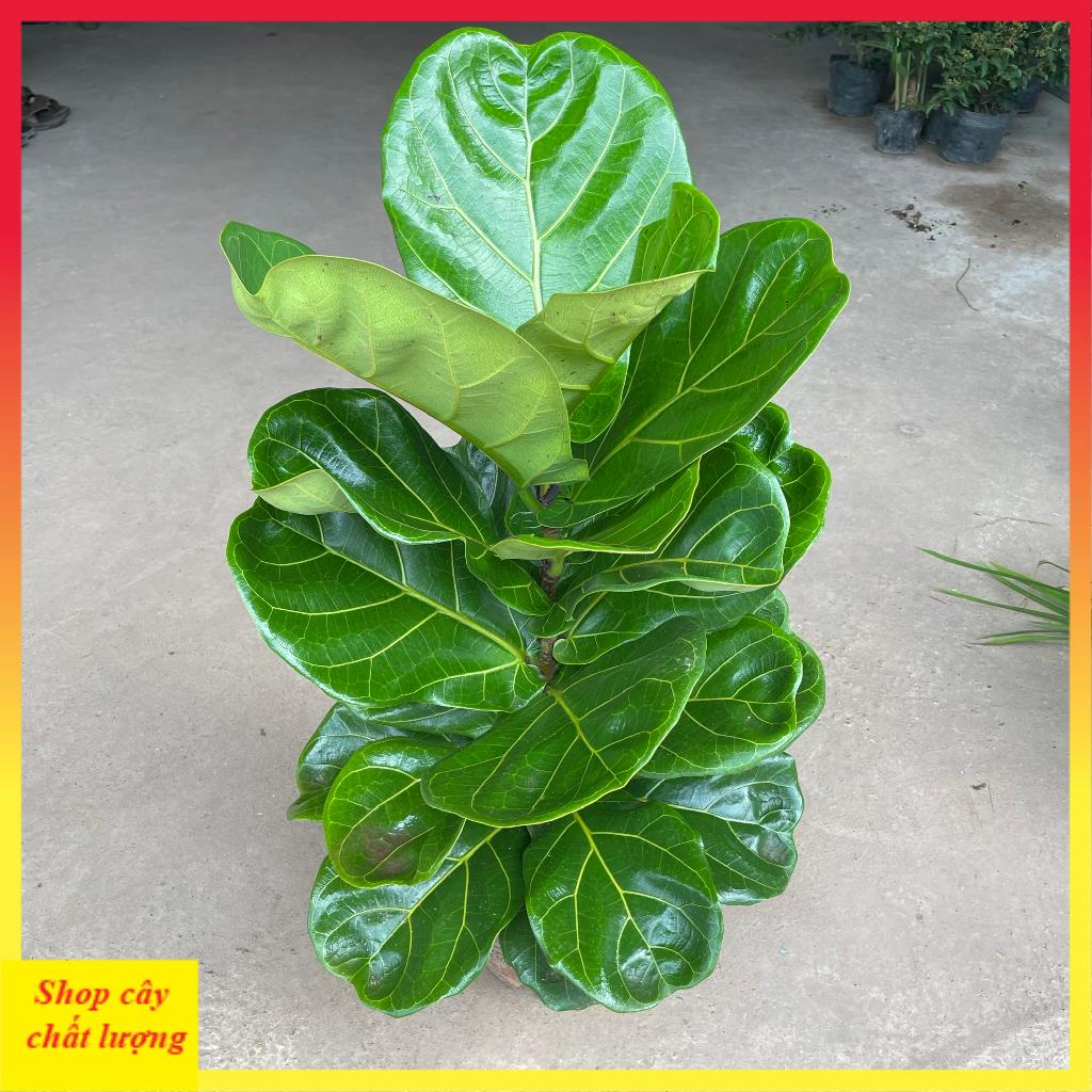 Cây bàng singapore to, lá to thân thẳng tán rộng@