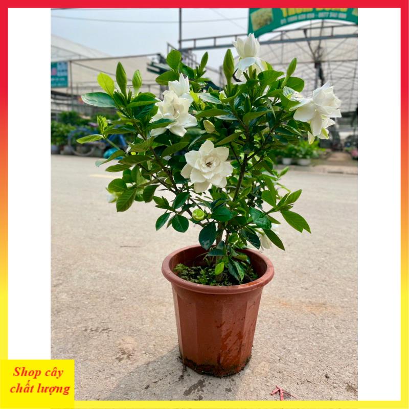 Cây hoa bạch thiên hương , Cao 50cm nhiều nhánh sum suê