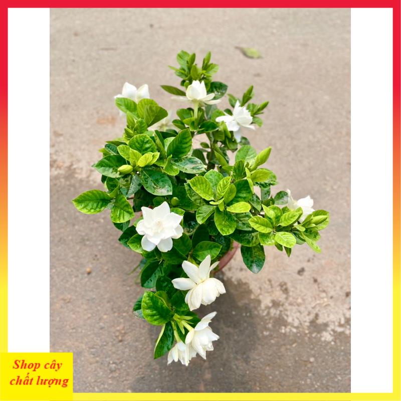 Cây hoa bạch thiên hương , Cao 50cm nhiều nhánh sum suê