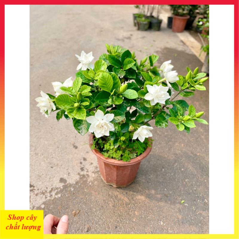 Cây hoa bạch thiên hương , Cao 50cm nhiều nhánh sum suê