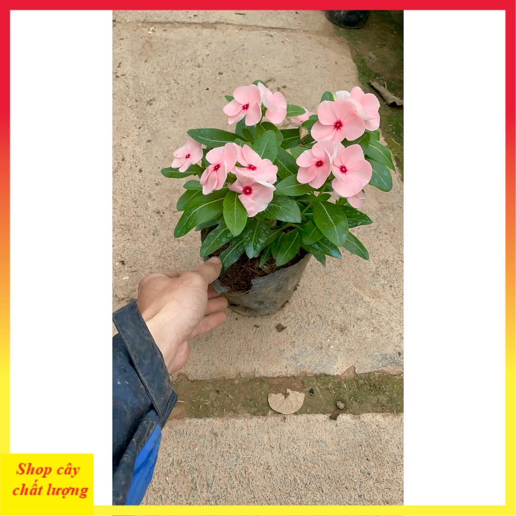 Cây hoa dừa cạn nhiều màu@
