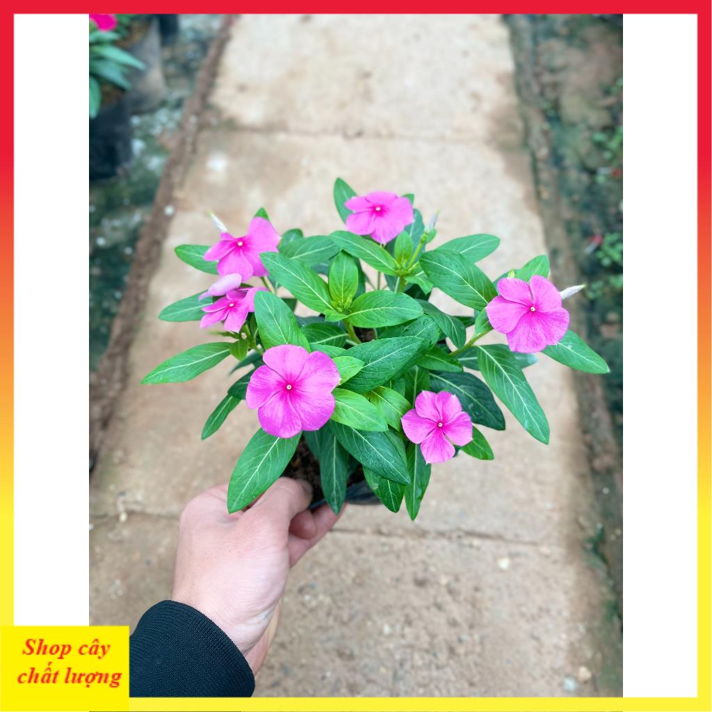 Cây hoa dừa cạn nhiều màu@